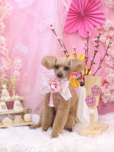 20250316ももちゃん